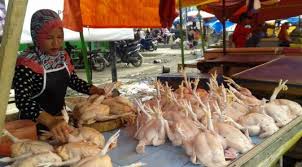 Giliran Harga Ayam Kampung Melambung